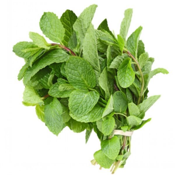 Mint-fresh