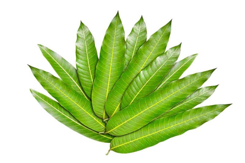 Mango Leaves