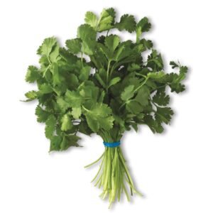 Cilantro