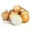 Fresh yellow onion on a white background