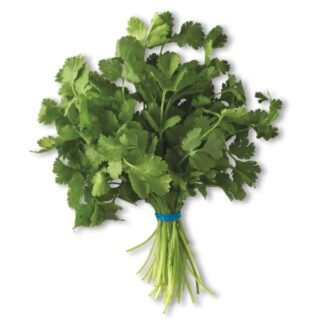 Fresh organic cilantro bunch on a white background