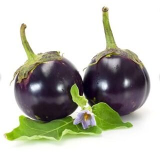 Fresh round baby eggplants on a white background